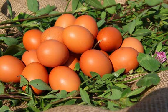 Bio-Eier aus Bodenhaltung